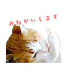 暗蔵喫茶【Killer饅頭】看板猫LINEスタンプ（個別スタンプ：6）
