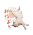 暗蔵喫茶【Killer饅頭】看板猫LINEスタンプ（個別スタンプ：7）