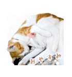 暗蔵喫茶【Killer饅頭】看板猫LINEスタンプ（個別スタンプ：8）