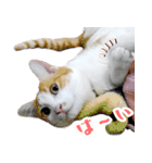 暗蔵喫茶【Killer饅頭】看板猫LINEスタンプ（個別スタンプ：9）