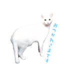 暗蔵喫茶【Killer饅頭】看板猫LINEスタンプ（個別スタンプ：10）