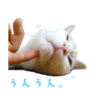暗蔵喫茶【Killer饅頭】看板猫LINEスタンプ（個別スタンプ：11）