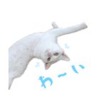 暗蔵喫茶【Killer饅頭】看板猫LINEスタンプ（個別スタンプ：12）