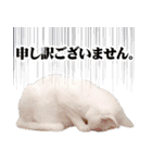 暗蔵喫茶【Killer饅頭】看板猫LINEスタンプ（個別スタンプ：13）