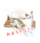 暗蔵喫茶【Killer饅頭】看板猫LINEスタンプ（個別スタンプ：15）