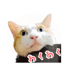 暗蔵喫茶【Killer饅頭】看板猫LINEスタンプ（個別スタンプ：16）
