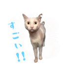 暗蔵喫茶【Killer饅頭】看板猫LINEスタンプ（個別スタンプ：17）