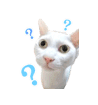 暗蔵喫茶【Killer饅頭】看板猫LINEスタンプ（個別スタンプ：18）