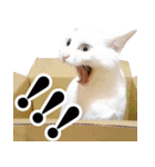 暗蔵喫茶【Killer饅頭】看板猫LINEスタンプ（個別スタンプ：19）