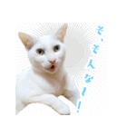 暗蔵喫茶【Killer饅頭】看板猫LINEスタンプ（個別スタンプ：20）