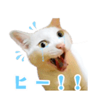 暗蔵喫茶【Killer饅頭】看板猫LINEスタンプ（個別スタンプ：21）