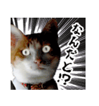 暗蔵喫茶【Killer饅頭】看板猫LINEスタンプ（個別スタンプ：22）