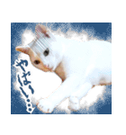 暗蔵喫茶【Killer饅頭】看板猫LINEスタンプ（個別スタンプ：24）