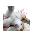 暗蔵喫茶【Killer饅頭】看板猫LINEスタンプ（個別スタンプ：27）