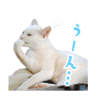 暗蔵喫茶【Killer饅頭】看板猫LINEスタンプ（個別スタンプ：28）