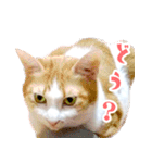 暗蔵喫茶【Killer饅頭】看板猫LINEスタンプ（個別スタンプ：29）