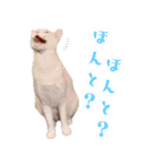 暗蔵喫茶【Killer饅頭】看板猫LINEスタンプ（個別スタンプ：30）