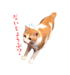 暗蔵喫茶【Killer饅頭】看板猫LINEスタンプ（個別スタンプ：31）