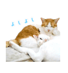 暗蔵喫茶【Killer饅頭】看板猫LINEスタンプ（個別スタンプ：33）
