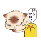 ねこひよ！(答える系)（個別スタンプ：12）