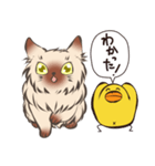 ねこひよ！(答える系)（個別スタンプ：21）