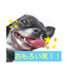 kocchan  2（個別スタンプ：3）