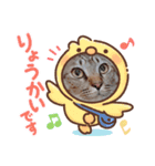 かわいいにゃんずミックス（個別スタンプ：1）