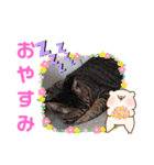 かわいいにゃんずミックス（個別スタンプ：3）