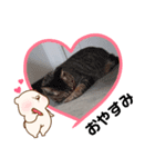 かわいいにゃんずミックス（個別スタンプ：6）