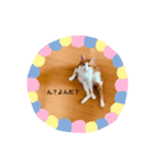 にゃんスタGood（個別スタンプ：5）