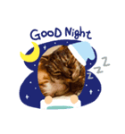 にゃんスタGood（個別スタンプ：7）