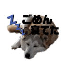 くぅと申します。Part2（個別スタンプ：1）