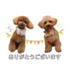 【トイプー】のあ＆むぎの仲良しスタンプ（個別スタンプ：1）