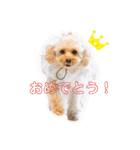 【トイプー】のあ＆むぎの仲良しスタンプ（個別スタンプ：10）