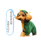 【トイプー】のあ＆むぎの仲良しスタンプ（個別スタンプ：14）
