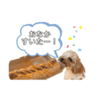 【トイプー】のあ＆むぎの仲良しスタンプ（個別スタンプ：16）