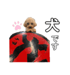 【トイプー】のあ＆むぎの仲良しスタンプ（個別スタンプ：26）