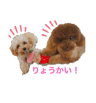 【トイプー】のあ＆むぎの仲良しスタンプ（個別スタンプ：29）