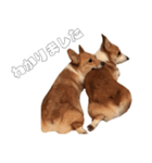 Corgi. Ann and Non（個別スタンプ：3）