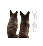 Corgi. Ann and Non（個別スタンプ：4）