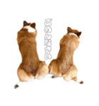 Corgi. Ann and Non（個別スタンプ：8）