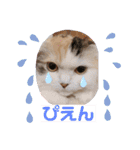 はぴちゃんの日常会話No.3（個別スタンプ：22）