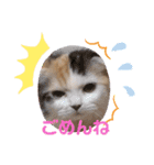 はぴちゃんの日常会話No.3（個別スタンプ：24）