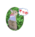 うさぎのビビ☆日常会話スタンプ3（個別スタンプ：18）