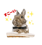 うさぎのビビ☆日常会話スタンプ3（個別スタンプ：19）