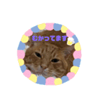 ぽっぷんスタンプ2（個別スタンプ：20）