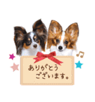 パピヨンの夢ちゃん♡5（個別スタンプ：4）