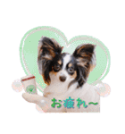 パピヨンの夢ちゃん♡5（個別スタンプ：5）