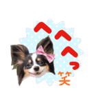 パピヨンの夢ちゃん♡5（個別スタンプ：9）