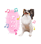 パピヨンの夢ちゃん♡5（個別スタンプ：10）